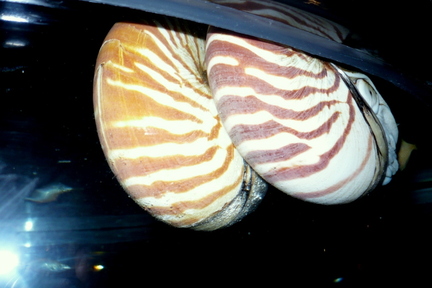 P1010273